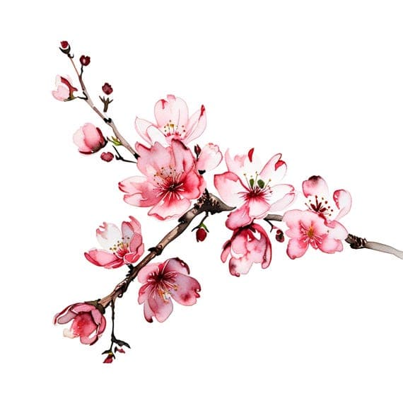 Watercolor Cherry Blossom Clipart β view 3 β watercolor clipart transparent PNG instant download