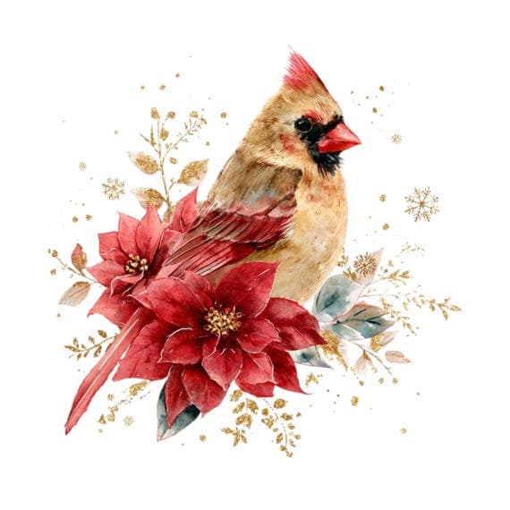 15 Christmas Cardinal Bird Clipart Png β view 5 β watercolor clipart transparent PNG instant download