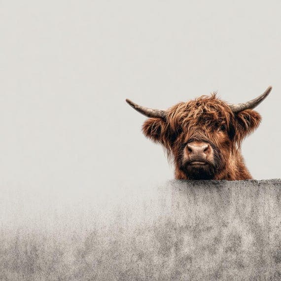 12 Peeking Highland Cow Wall Art – Rustic Farmhouse Animal Prints for — watercolor clipart transparent PNG instant download