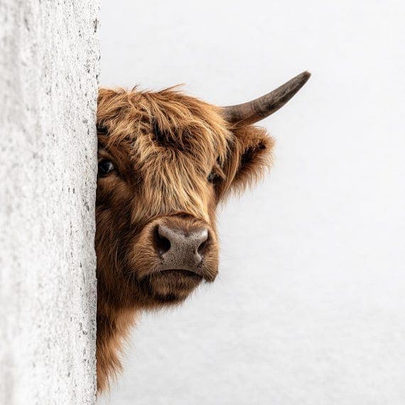 12 Peeking Highland Cow Wall Art – Rustic Farmhouse Animal Prints for — view 8 — watercolor clipart transparent PNG instant download